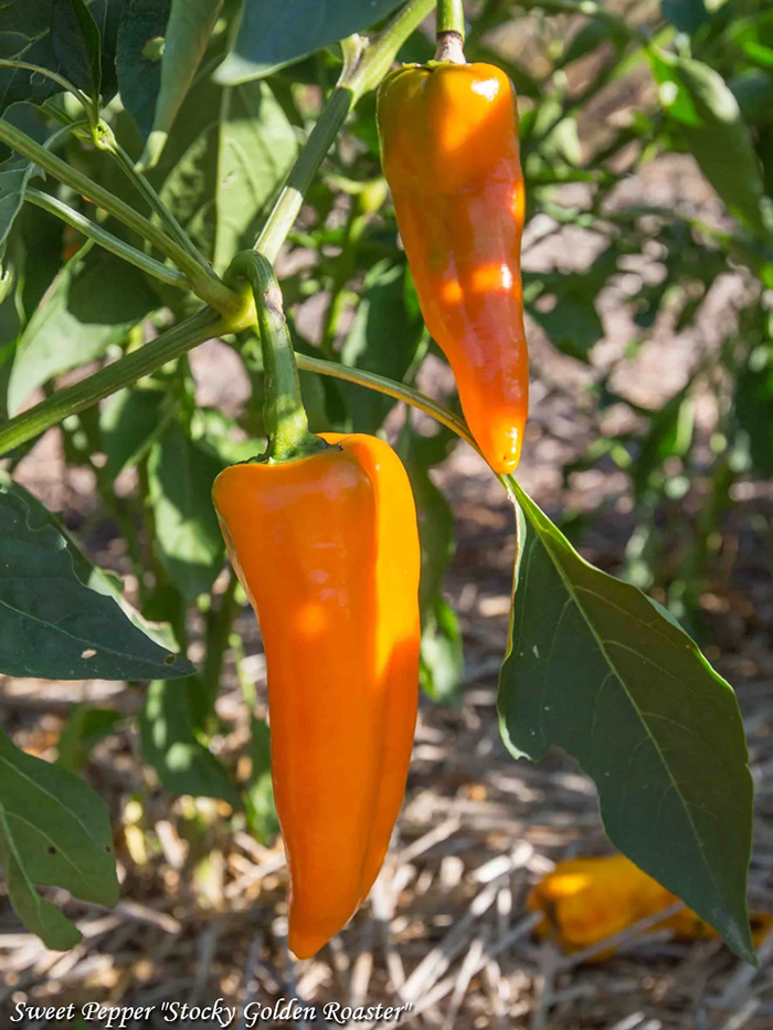 Sweet Pepper "Stocky Golden Roaster", Паприка "Оранжевая для гриля"